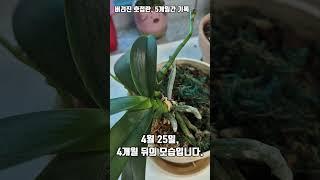 버려진 호접란, 5개월간의 기록
