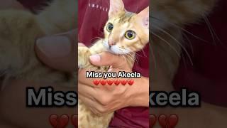 Miss You Akeela 