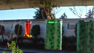 Hungry hummingbirds battle for the feeder