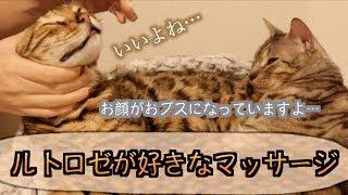 ルトとロゼに猫用マッサージをしたら天使みたいな顔になった！