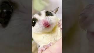 もぐもぐ可愛すぎ️ #フクロモモンガ #フクモモ #小動物 #蜜袋鼯 #sóc #슈가글라이더 #エキゾチックアニマル #scoiattolo