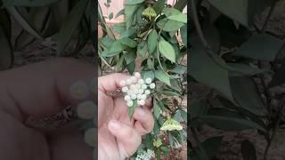 Ramillete de flores!!!#plants#flowers#plantas#garden#flordecera#jardin#flores#gradening#houseplants
