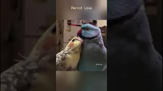 Parrot Love