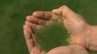 AFA - Aphanizomenon Flos Aquae