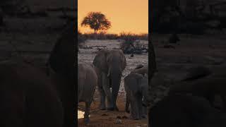 The Wild Life of Namibia #cinematic #filmmaking #travel #colorgrading #namibia #safari #africa