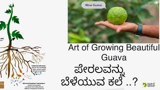 ಅತ್ಯುತ್ತಮ ಪೇರಲವನ್ನು ಬೆಳೆಯುವ ಕಲೆ ..! By DARVI GROUP