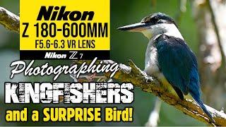 Nikon Z 180-600mm Photographing Kingfishers & A SURPRISE Bird!