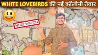 White African Lovebird New Setup Complete  || अब लवबर्ड्स की कॉलोनी ब्रीडिंग शुरू हो जाएगी 