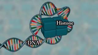 Chromosome structure - Medical animation