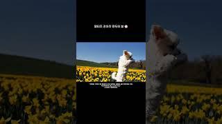AI 애니메이션 | 만두의 봄  (Kor ver.) | 감성 힐링 AI 동화