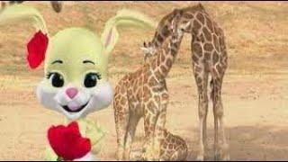 Baby Genius Songs: Baby Giraffes