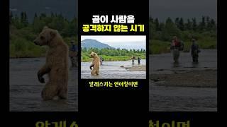 곰이 사람을 공격하지 않는 유일한 시기