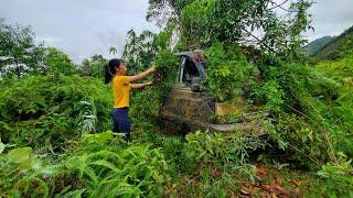 Recovering a Truck Found in the Wilderness for Decades - Miss Mechanic