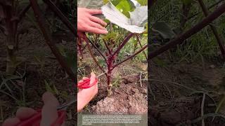 Proper pruning increases yield #smartfarming #gardeningtips #vegetables