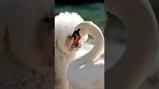 Swans  Dog