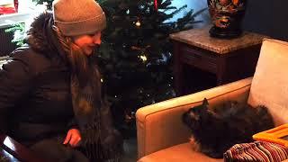 Где жить в Страсбурге  Жильё с котом! Недорого и в центре