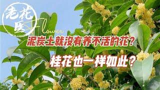 【寄养桂花】泥炭土就没有养不活的花？老花医挑战泥炭土养桂花！Challenge：CAN peat soil grow Osmanthus well?