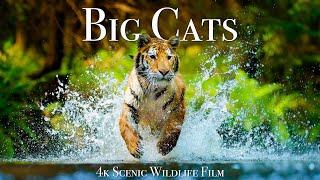 Big Cats Of The World 4K - Scenic Wildlife Film With Inspiring Music