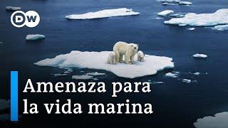 Cambio climático bajo el agua - ¿puede sobrevivir la vida marina? | DW Documental