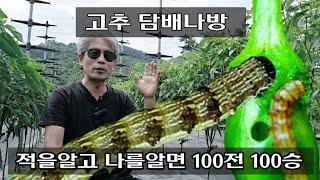 성공률 100% 담배나방 방재  노하우 3가지 공유 텃밭농사ㆍ고추재배ㆍ고추농사