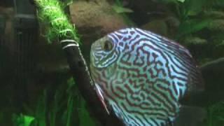 Discus breeding in 3ft planted community aquarium