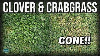 How To Get Rid of CLOVER and CRABGRASS with RESULTS!!!