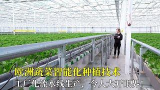 歐洲蔬菜智能化種植技術，工廠化流水線生產，令人大開眼界！