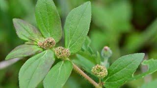 Euphorbia hirta..Asthma weed..Full details