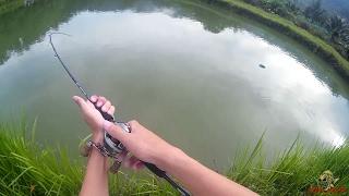 [TFS] Snakehead (Haruan 1.6kg - 2kg) fishing. Using Soft plastic lure. (Malaysia)