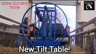 Investing in New Sheep Equipment: Tilt Table Setup & Sheep Chute Upgrade | Daily Sheep Farming Vlog