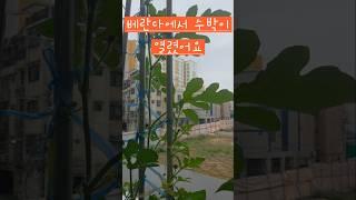 베란다 텃밭에서 애플수박이 #옥상텃밭 #소소한행복 #베란다 #수박 #애플수박 #텃밭
