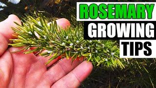 8 Rosemary Growing Tips