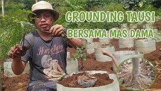 Part 01 ‼️ ground awal Bahan Bonsai Tausi/Kalimantan(fraxinus griffithii bonsai)