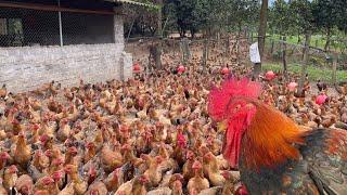 CHICKEN FARMING EPISODE 61