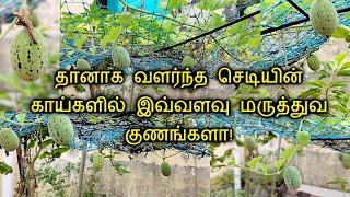 Surprise-ஆ இயற்கை எனக்கு தந்த அன்பு பரிசு!Terrace garden in Tamil || Maadi thottam