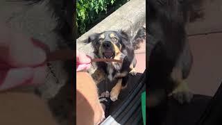 Person drives around every day and feeds the street dogs in Bali!