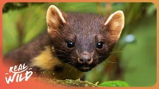 Cute But Deadly: Secrets of the Elusive Pine Marten