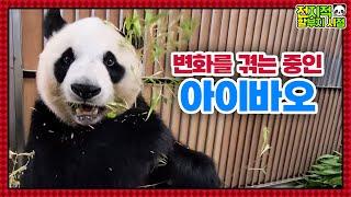 (SUB) Recent Changes In Mommy Panda│ Panda World