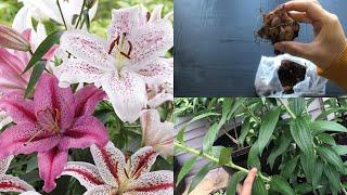 HOW TO PLANT ORIENTAL LILY BULBS