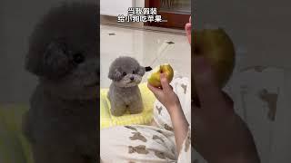 #可爱萌宠 #cute #宠物 #animals #pets #funny #cutedog #cuteanimals #puppy