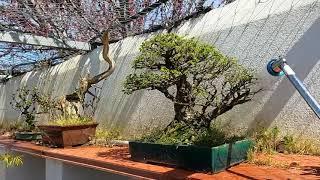 Paseo por mi zona de bonsai - Directos para Kaeru-En 蛙園
