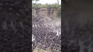 The Great Serengeti Wildbeest Migration at Serengeti National Park, Tanzania