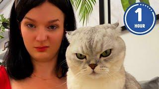  FUNNIEST Cats Ever | Hilarious Cat Videos