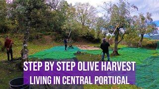 HOW TO HARVEST OLIVES - FARM IN CENTRAL PORTUGAL, FUNDAO