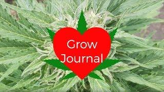 Grow Journal: Outdoor Autoflower