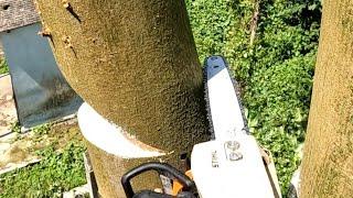 Difficult enough to cut this Kapook tree.