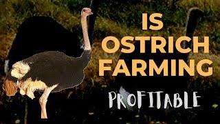 Is Raising Ostrich Profitable