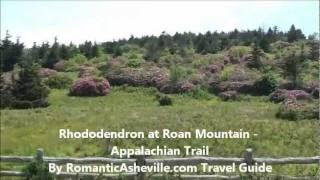 Rhododendron at Roan Mountain NC