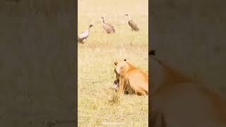 lions attack a human  اسود تفترس البشر