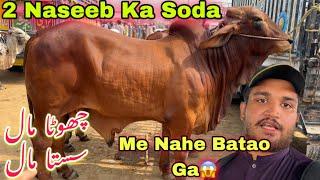 Multan Mandi Me Naseeb Ka Soda Hogya 2025️ || Mid Range Qurbani Collection For 2025